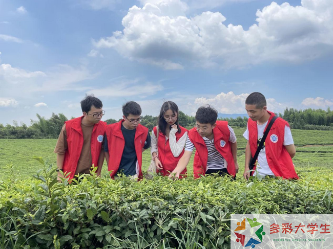 数字赋能乡村，青春点亮未来——深圳职业技术学院“三下乡”社会实践报告